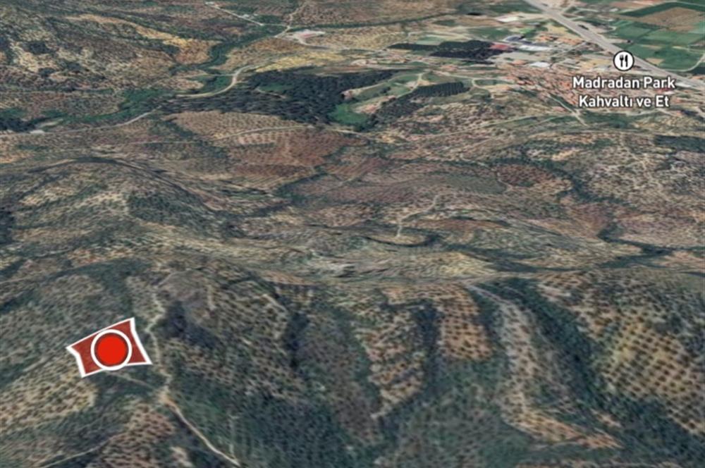C21 BAL DAN GÖMEÇ KARAAĞAÇTA SATILIK 4661 M2 ZEYTİNLİK