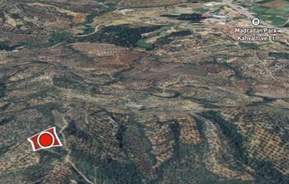 C21 BAL DAN GÖMEÇ KARAAĞAÇTA SATILIK 4661 M2 ZEYTİNLİK
