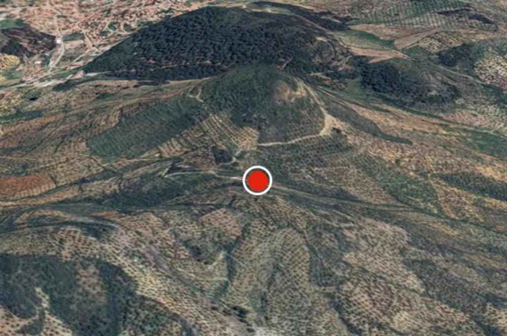 C21 BAL DAN GÖMEÇ KARAAĞAÇTA SATILIK 4661 M2 ZEYTİNLİK