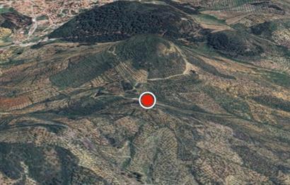 C21 BAL DAN GÖMEÇ KARAAĞAÇTA SATILIK 4661 M2 ZEYTİNLİK