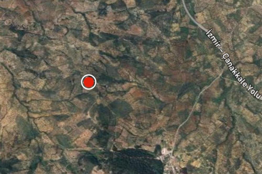 C21 BAL DAN GÖMEÇ KARAAĞAÇTA SATILIK 4661 M2 ZEYTİNLİK