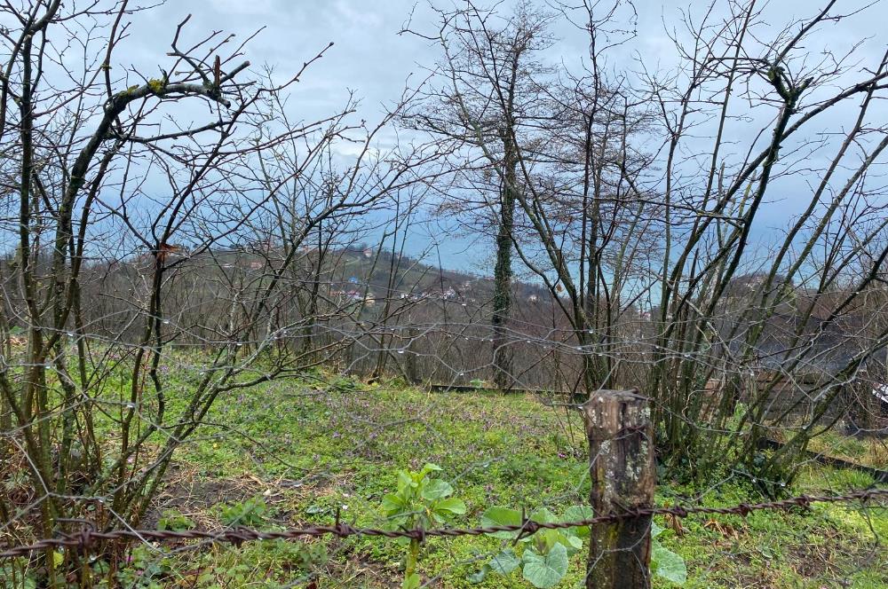 Ordu / Perşembe – Yason Mevkii / Çaytepe’de Satılık Deniz Manzaralı Arsa