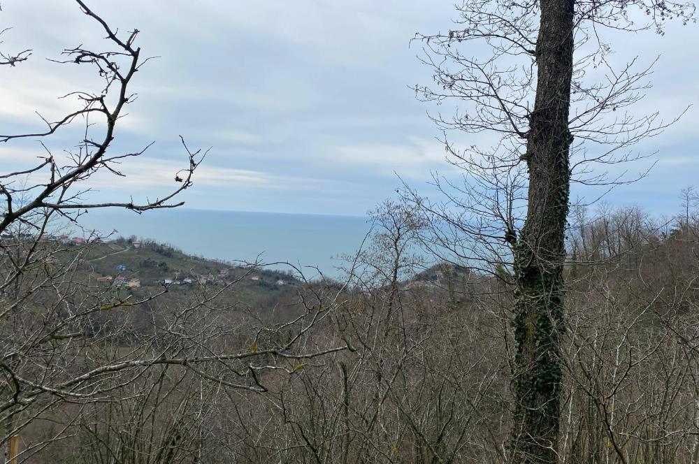 Ordu / Perşembe – Yason Mevkii / Çaytepe’de Satılık Deniz Manzaralı Arsa