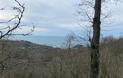 Ordu / Perşembe – Yason Mevkii / Çaytepe’de Satılık Deniz Manzaralı Arsa