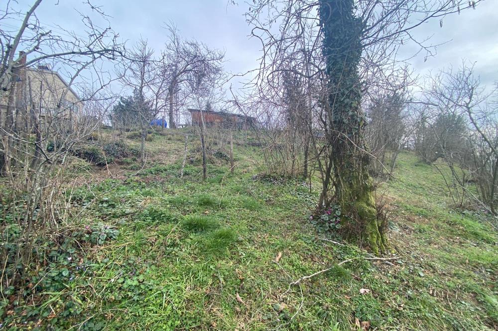 Ordu / Perşembe – Yason Mevkii / Çaytepe’de Satılık Deniz Manzaralı Arsa