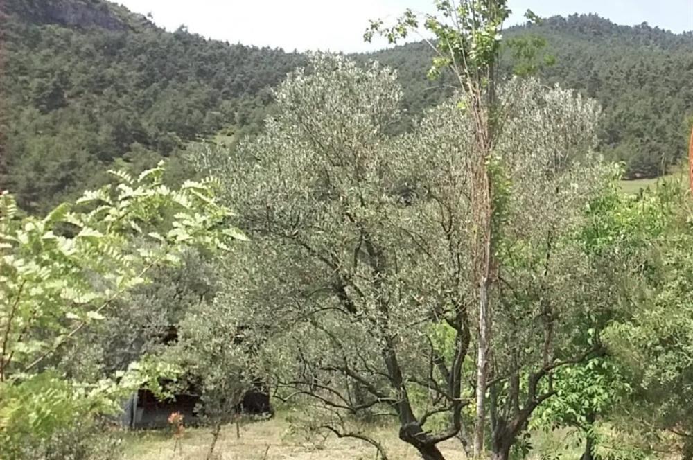 SAKARYA PAMUKOVADA DOĞA HARİKASI EVİ İÇİNDE SATILIK ARSA