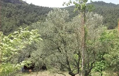 SAKARYA PAMUKOVADA DOĞA HARİKASI EVİ İÇİNDE SATILIK ARSA