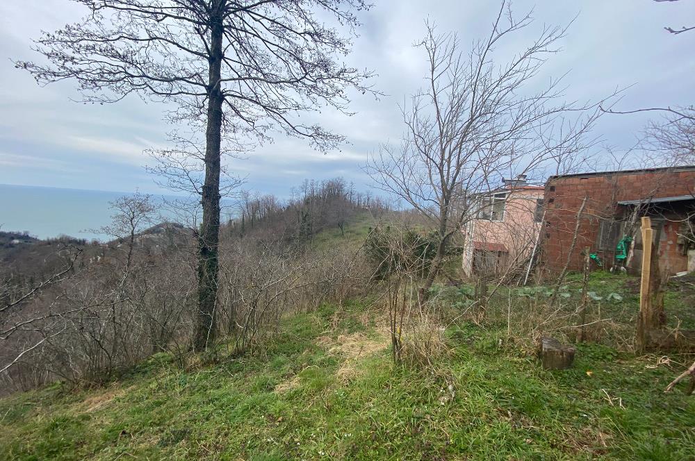 ORDU PERŞEMBE ÇAYTEPE’DE EŞSİZ DENİZ MANZARALI MÜSTAKİL EV VE GENİŞ ARSA FIRSATI
