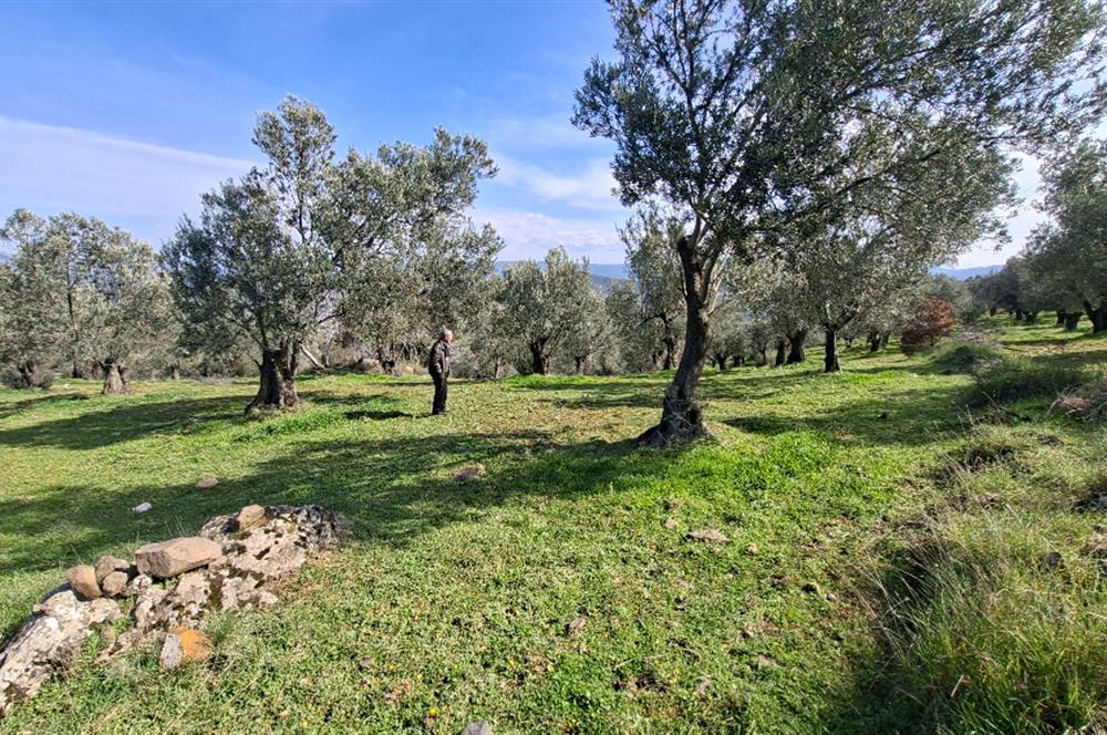 Şahinler Köyüne 900 m – Kuyulu, Yol Sorunsuz Deniz Manzaralı Zeytinlik