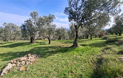 Şahinler Köyüne 900 m – Kuyulu, Yol Sorunsuz Deniz Manzaralı Zeytinlik