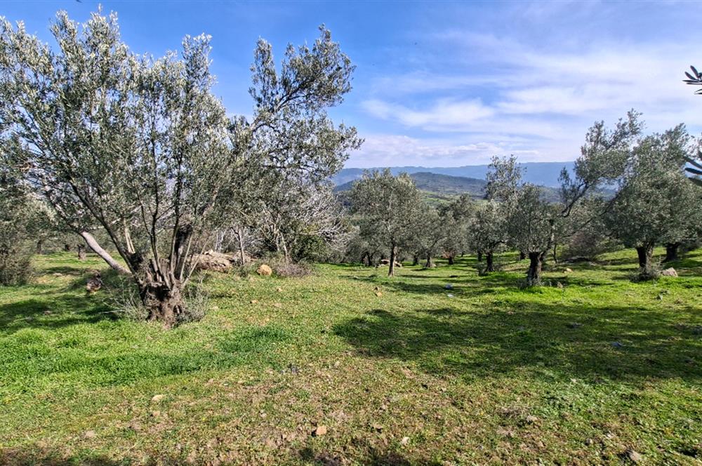 Şahinler Köyüne 900 m – Kuyulu, Yol Sorunsuz Deniz Manzaralı Zeytinlik