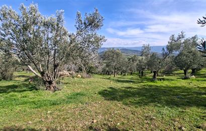 Şahinler Köyüne 900 m – Kuyulu, Yol Sorunsuz Deniz Manzaralı Zeytinlik