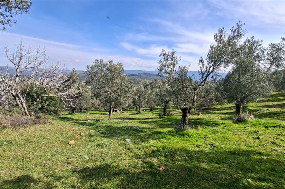 Şahinler Köyüne 900 m – Kuyulu, Yol Sorunsuz Deniz Manzaralı Zeytinlik