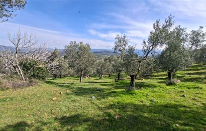 Şahinler Köyüne 900 m – Kuyulu, Yol Sorunsuz Deniz Manzaralı Zeytinlik