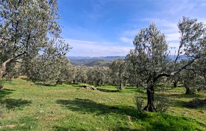 Şahinler Köyüne 900 m – Kuyulu, Yol Sorunsuz Deniz Manzaralı Zeytinlik