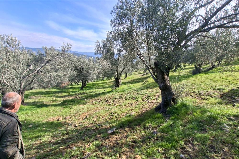 Şahinler Köyüne 900 m – Kuyulu, Yol Sorunsuz Deniz Manzaralı Zeytinlik