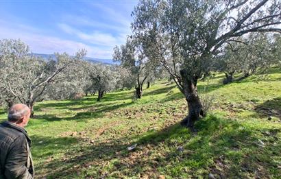 Şahinler Köyüne 900 m – Kuyulu, Yol Sorunsuz Deniz Manzaralı Zeytinlik