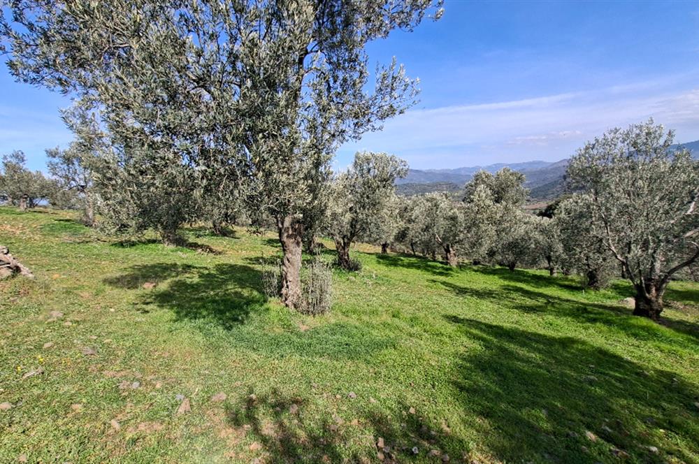 Şahinler Köyüne 900 m – Kuyulu, Yol Sorunsuz Deniz Manzaralı Zeytinlik