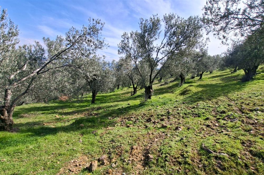Şahinler Köyüne 900 m – Kuyulu, Yol Sorunsuz Deniz Manzaralı Zeytinlik