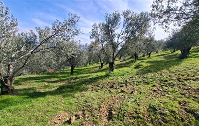 Şahinler Köyüne 900 m – Kuyulu, Yol Sorunsuz Deniz Manzaralı Zeytinlik