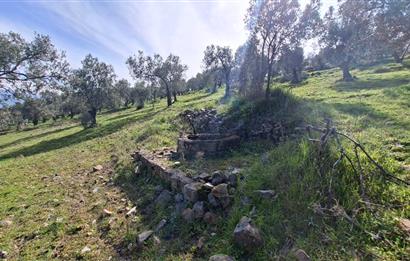 Şahinler Köyüne 900 m – Kuyulu, Yol Sorunsuz Deniz Manzaralı Zeytinlik