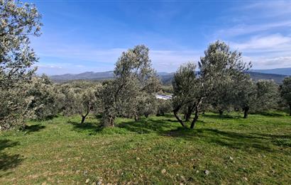 Şahinler Köyüne 900 m – Kuyulu, Yol Sorunsuz Deniz Manzaralı Zeytinlik