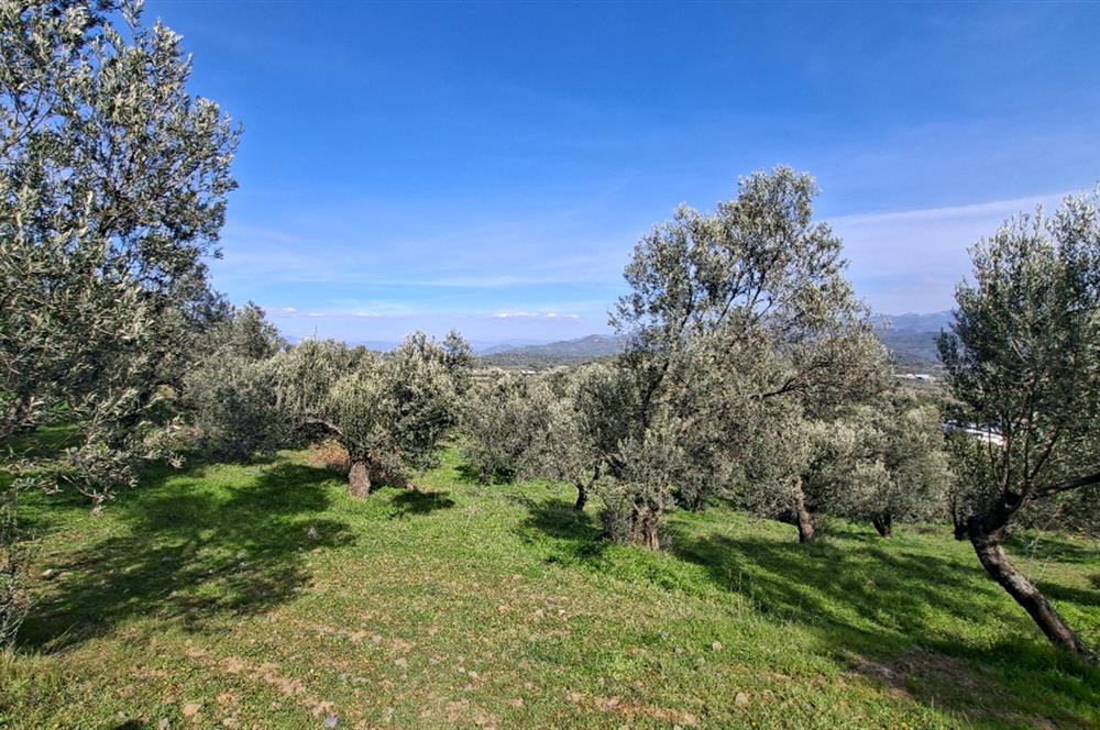 Şahinler Köyüne 900 m – Kuyulu, Yol Sorunsuz Deniz Manzaralı Zeytinlik