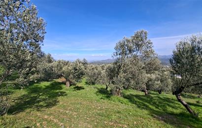 Şahinler Köyüne 900 m – Kuyulu, Yol Sorunsuz Deniz Manzaralı Zeytinlik