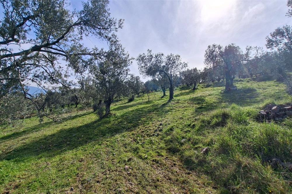 Şahinler Köyüne 900 m – Kuyulu, Yol Sorunsuz Deniz Manzaralı Zeytinlik