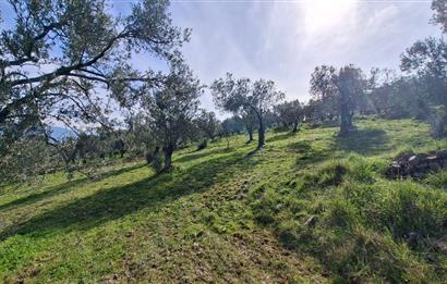 Şahinler Köyüne 900 m – Kuyulu, Yol Sorunsuz Deniz Manzaralı Zeytinlik
