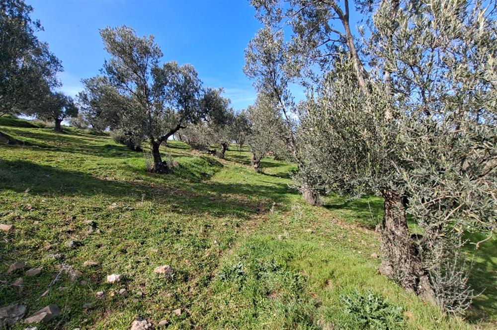 Şahinler Köyüne 900 m – Kuyulu, Yol Sorunsuz Deniz Manzaralı Zeytinlik