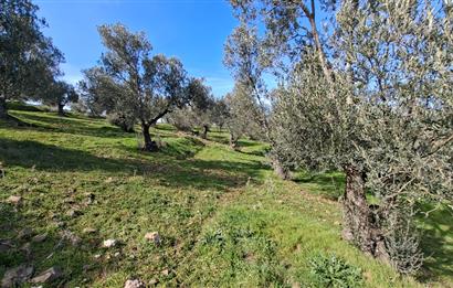 Şahinler Köyüne 900 m – Kuyulu, Yol Sorunsuz Deniz Manzaralı Zeytinlik