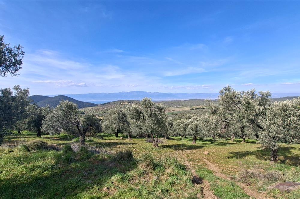 Şahinler Köyüne 900 m – Kuyulu, Yol Sorunsuz Deniz Manzaralı Zeytinlik