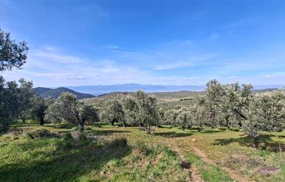 Şahinler Köyüne 900 m – Kuyulu, Yol Sorunsuz Deniz Manzaralı Zeytinlik