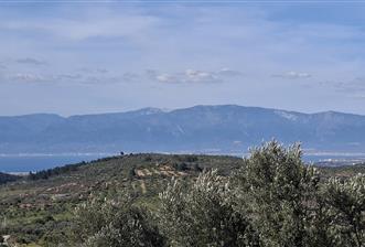 Şahinler Köyüne 900 m – Kuyulu, Yol Sorunsuz Deniz Manzaralı Zeytinlik - 5 - 32720