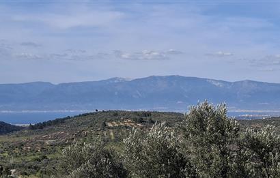 Şahinler Köyüne 900 m – Kuyulu, Yol Sorunsuz Deniz Manzaralı Zeytinlik