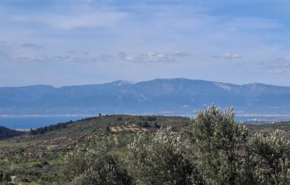 Şahinler Köyüne 900 m – Kuyulu, Yol Sorunsuz Deniz Manzaralı Zeytinlik