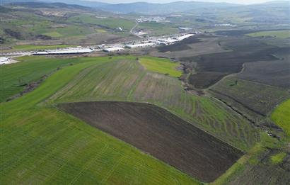 CENTRUY 21 BAL'DAN  SUSURLUK SULTANÇAYIR MAHALLESİ SATILIK TARLA