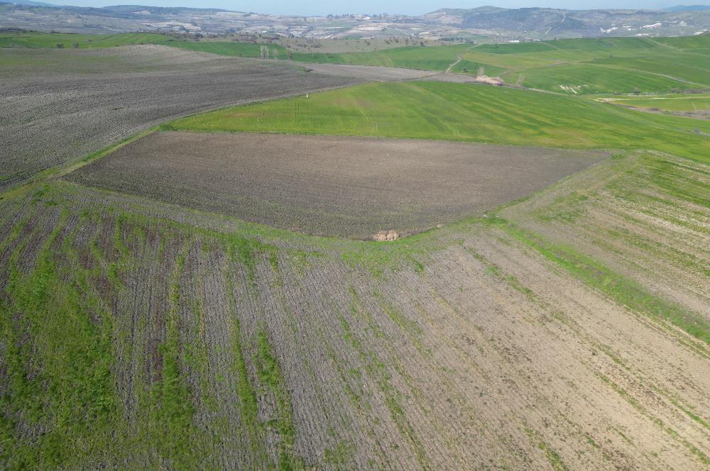 CENTRUY 21 BAL'DAN  SUSURLUK SULTANÇAYIR MAHALLESİ SATILIK TARLA