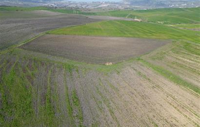 CENTRUY 21 BAL'DAN  SUSURLUK SULTANÇAYIR MAHALLESİ SATILIK TARLA