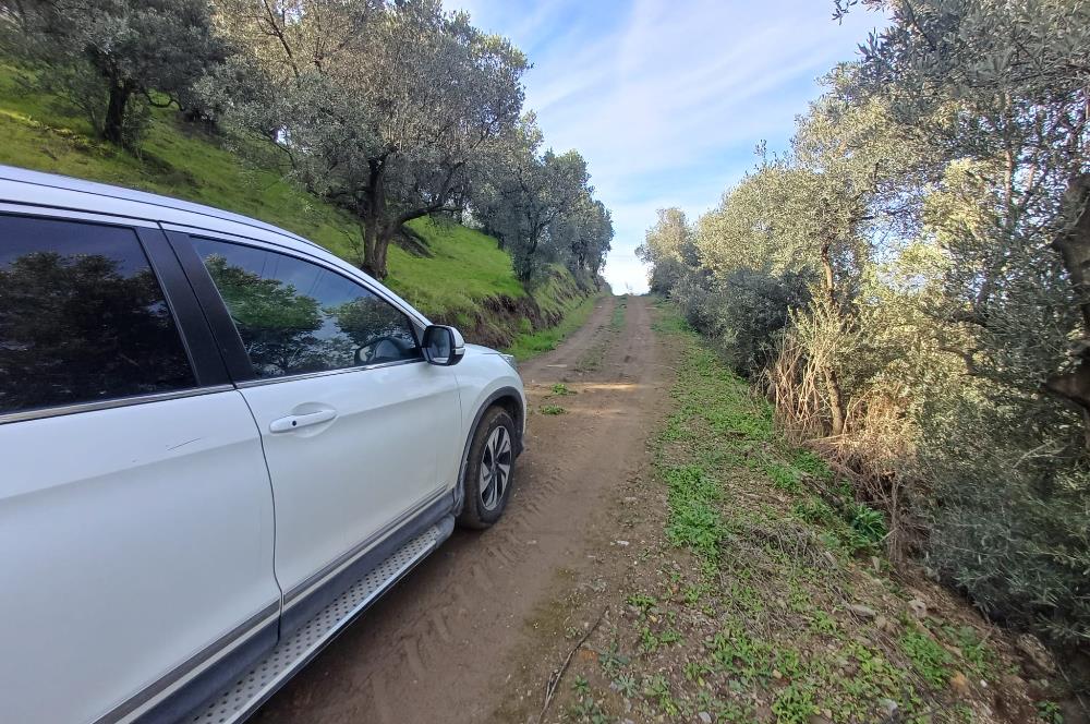 C21 Cius; Gençali'de 2000 M2 Zeytinlik