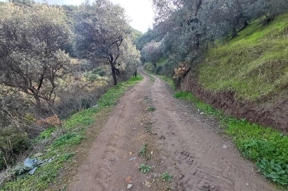 C21 Cius; Gençali'de 2000 M2 Zeytinlik