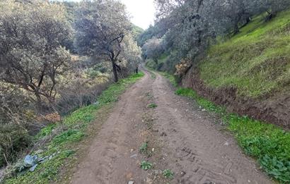 C21 Cius; Gençali'de 2000 M2 Zeytinlik