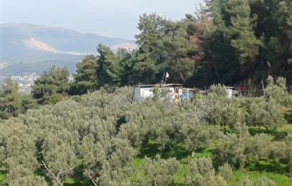 C21 Cius; Gençali'de 2000 M2 Zeytinlik