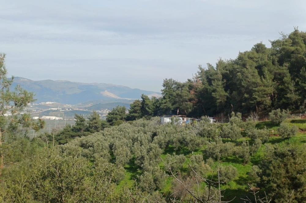 C21 Cius; Gençali'de 2000 M2 Zeytinlik