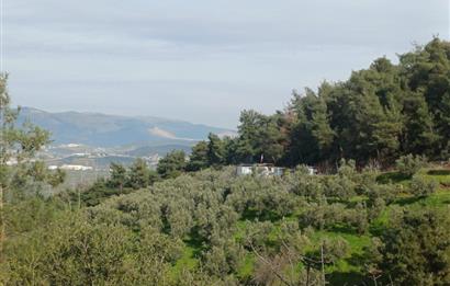 C21 Cius; Gençali'de 2000 M2 Zeytinlik