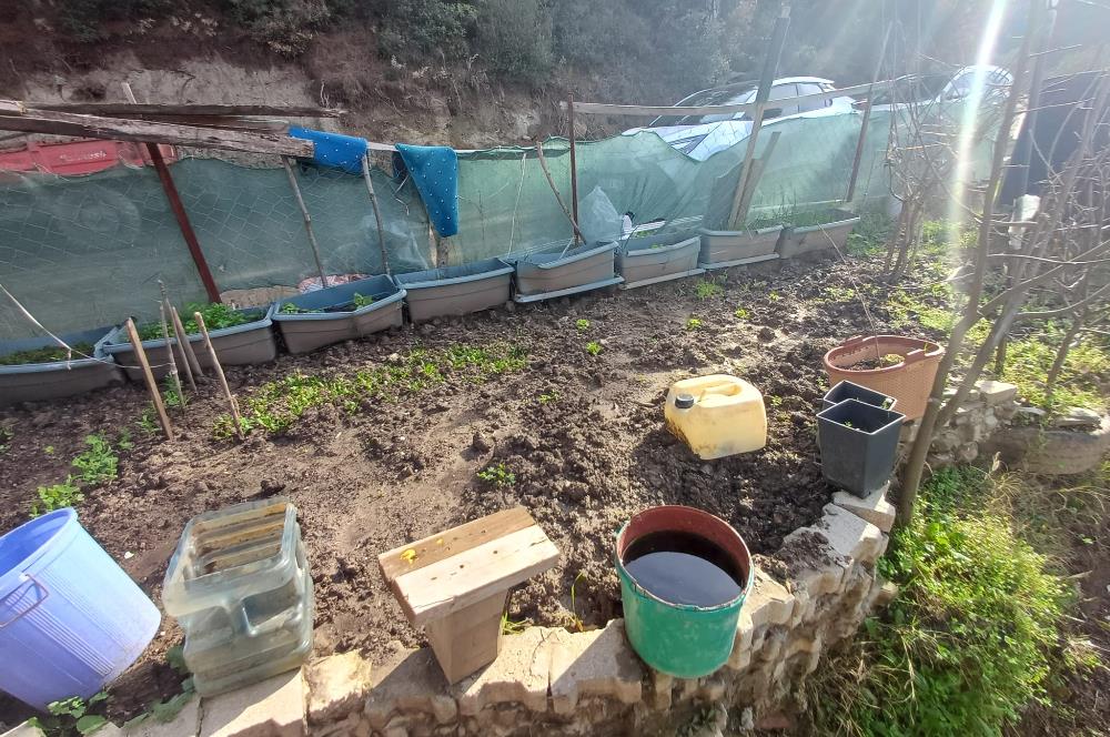 C21 Cius; Gençali'de 2000 M2 Zeytinlik