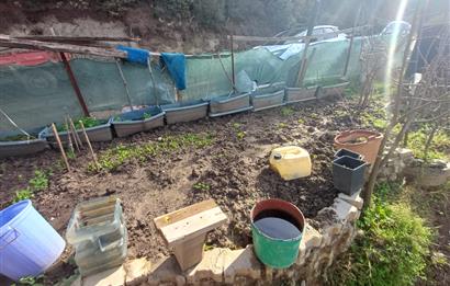 C21 Cius; Gençali'de 2000 M2 Zeytinlik