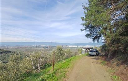 C21 Cius; Gençali'de 2000 M2 Zeytinlik