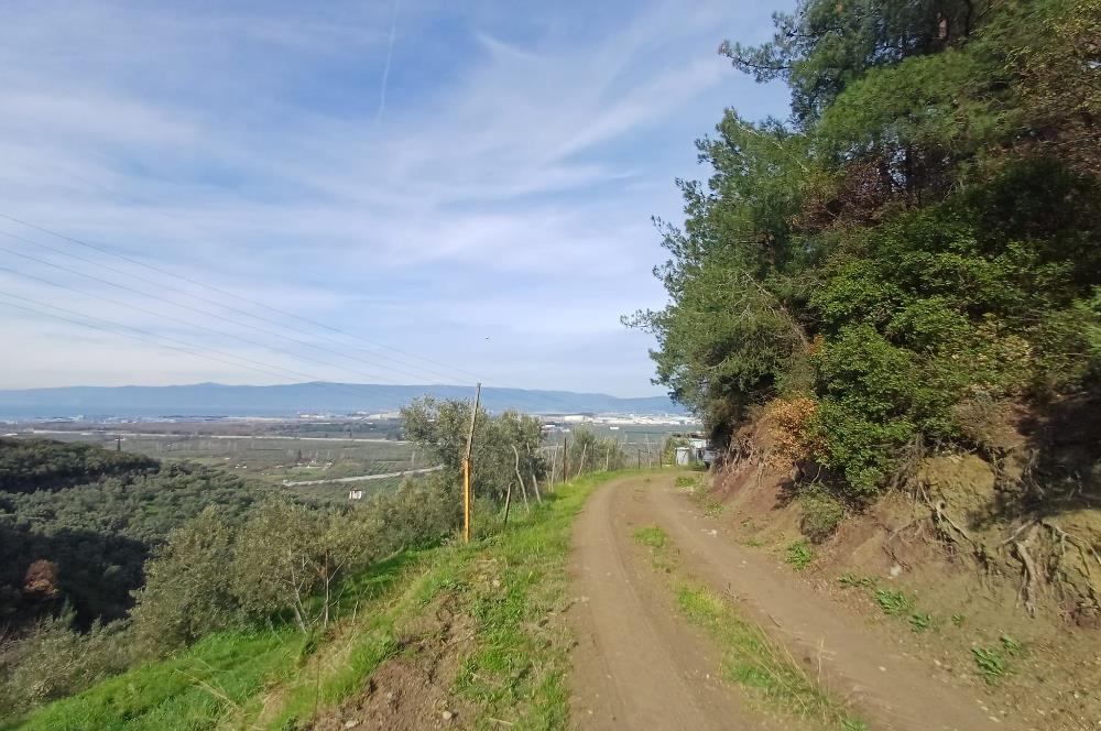 C21 Cius; Gençali'de 2000 M2 Zeytinlik